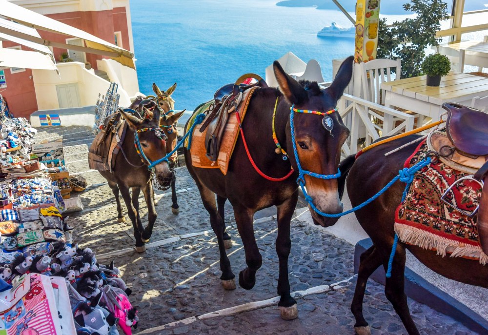 Why We Are Against Riding Donkeys in Santorini